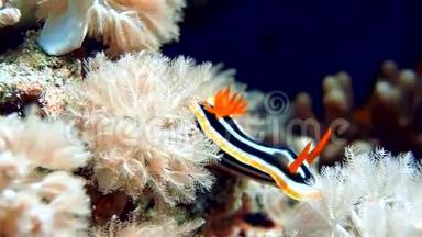 努迪布兰西亚红海底岩石底部潜水珊瑚
